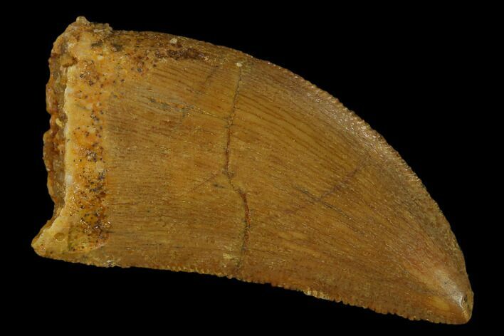 Carcharodontosaurus Tooth - Real Dinosaur Tooth #131269
